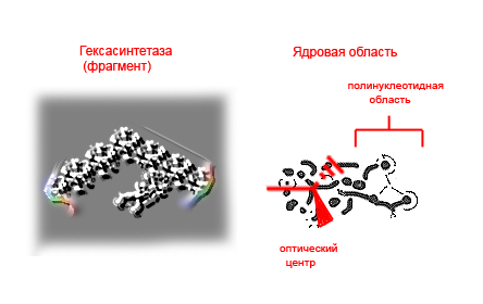 Файл:Hexasythethasa.png